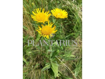 74994 oman oko kristovo inula oculus christi kvetnik o prumeru 9 cm