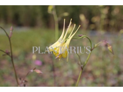 75000 orlicek maxi aquilegia caerulea maxi kvetnik o prumeru 9 cm