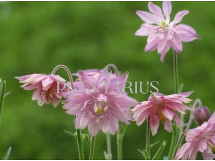 75018 orlicek obecny barlow rose aquilegia vulgaris v stellata barlow rose kvetnik o prumeru 9 cm
