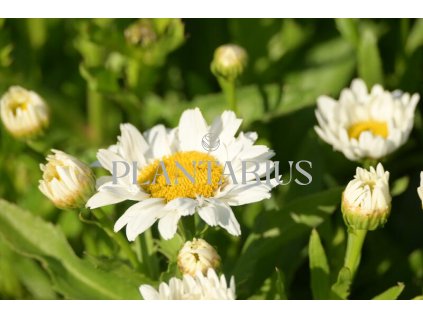 75030 kopretina nejvetsi madonna leucanthemum maximum madonna kvetnik o prumeru 9 cm