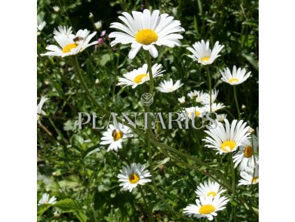 75039 kopretina bila leucanthemum vulgare kvetnik o prumeru 9 cm