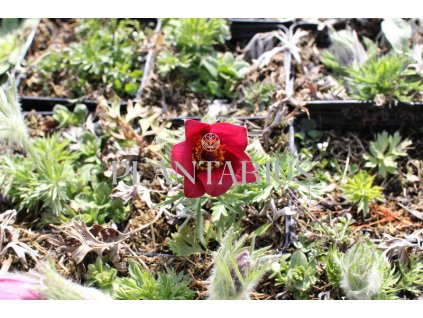 75042 koniklec obecny bells red pulsatilla vulgaris bells red kvetnik o prumeru 9 cm