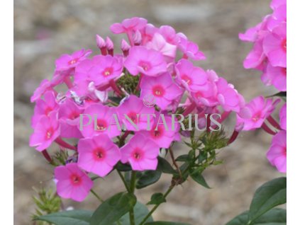 75069 plamenka latnata flame pink phlox paniculata flame pink kvetnik o prumeru 9 cm
