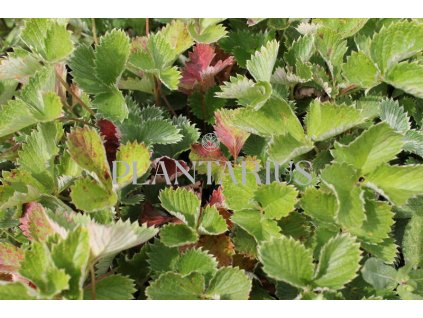 75078 mochna tmavocervena rot potentilla atrosanguinea rot kvetnik o prumeru 9 cm