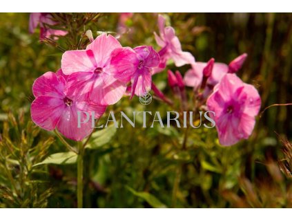 75084 plamenka latnata flame light pink phlox paniculata flame light pink kvetnik o prumeru 9 cm