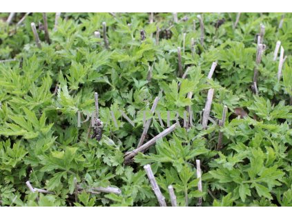75090 pelynek elfenbein artemisia lactiflora elfenbein kvetnik o prumeru 9 cm