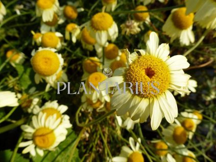 75093 rmen barvirsky e c buxton anthemis tinctoria e c buxton kvetnik o prumeru 9 cm