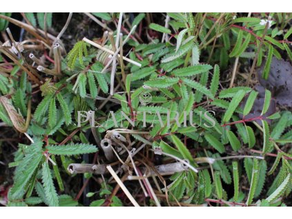 75099 krvavec can be raspberry sanguisorba hybrid can be raspberry kvetnik o prumeru 9 cm