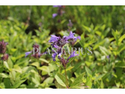 75105 santa washfield nepeta subsessilis washfield kvetnik o prumeru 9 cm
