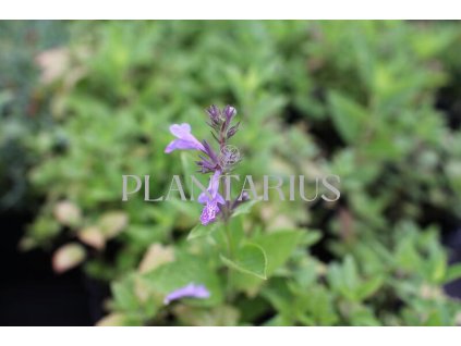 75108 santa manchu blue nepeta manchuriensis manchu blue kvetnik o prumeru 9 cm
