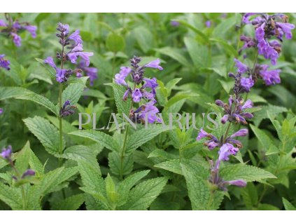 75111 santa weinheim big blue nepeta weinheim big blue kvetnik o prumeru 9 cm