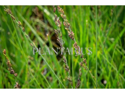 75123 bezkolenec modry js aha erlebnis molinia caerulea js aha erlebnis kvetnik o prumeru 9 cm