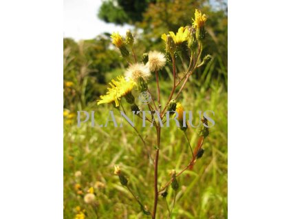 75144 jestrabnik okolicnaty hieracium umbellatum kvetnik o prumeru 9 cm