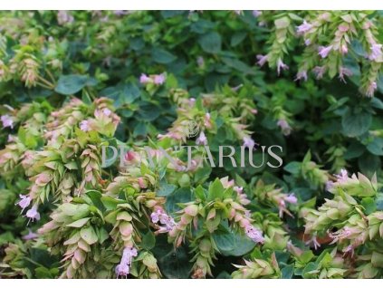 75168 oregano dobromysl dingle fairy origanum rotundifolium dingle fairy kvetnik o prumeru 9 cm