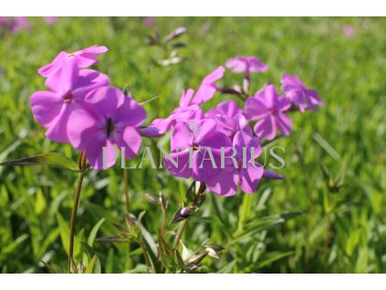 75195 plamenka karolinina bill baker phlox carolina bill baker kvetnik o prumeru 9 cm