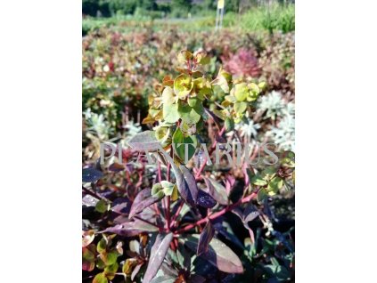 75210 prysec mandlonovity ruby glow euphorbia amygdaloides ruby glow kvetnik o prumeru 9 cm