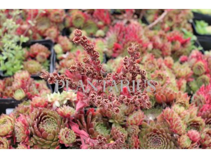 75297 netresk tordeur s memory sempervivum tordeur s memory kvetnik o prumeru 9 cm