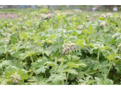 75306 kakost oddenkaty czakor geranium macrorrhizum czakor kvetnik o prumeru 9 cm