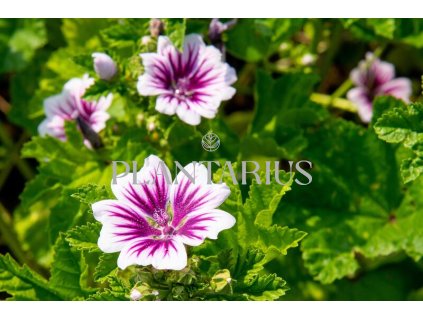 75312 slez lesni zebrina malva sylvestris zebrina kvetnik o prumeru 9 cm