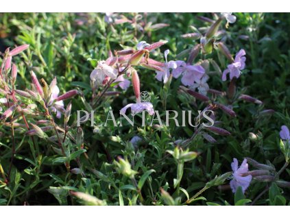 75330 mydlice max frei saponaria x lempergii max frei kvetnik o prumeru 9 cm