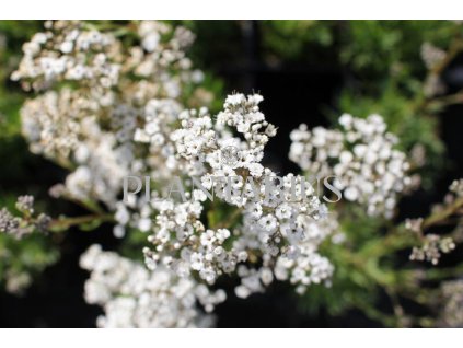 75390 sater latnaty starflakes gypsophila paniculata starflakes kvetnik o prumeru 9 cm