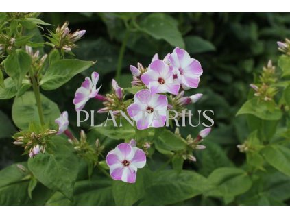 75393 plamenka latnata flame lilac star phlox paniculata flame lilac star kvetnik o prumeru 9 cm