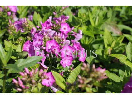 75405 plamenka latnata adessa compact purple phlox paniculata adessa compact purple kvetnik o prumeru 9 cm