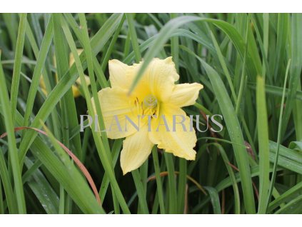 75462 denivka big time happy hemerocallis big time happy kvetnik o prumeru 9 cm