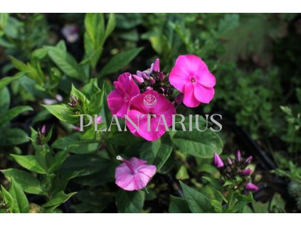 75576 plamenka latnata adessa compact cherry rose phlox paniculata adessa compact cherry rose kvetnik o prumeru 9 cm