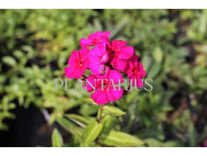 75582 plamenka latnata kirchenfurst phlox paniculata kirchenfurst kvetnik o prumeru 9 cm