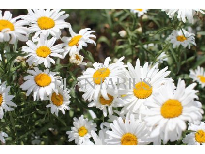 75639 kopretina velkokveta lucille grace leucanthemum x superbum lucille grace kvetnik o prumeru 9 cm