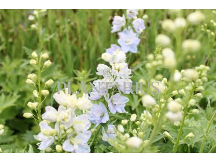 75660 ostrozka vyvysena delphina mix delphinium elatum delphina mix kvetnik o prumeru 9 cm