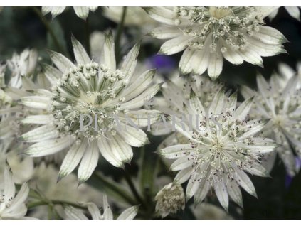 75669 jarmanka vetsi snowstar astrantia major snowstar kvetnik o prumeru 9 cm