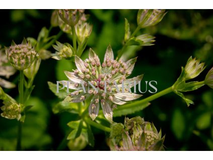 75672 jarmanka vetsi florence astrantia major florence kvetnik o prumeru 9 cm