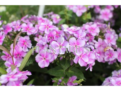 75720 plamenka latnata adessa compact lilac phlox paniculata adessa compact lilac kvetnik o prumeru 9 cm