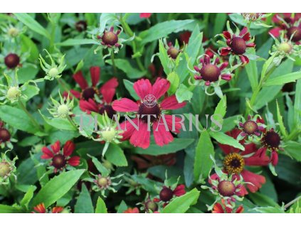 75732 zaplevak podzimni hayday red helenium autumnale hayday red kvetnik o prumeru 9 cm