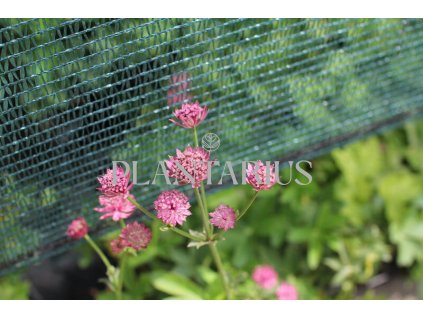 75759 jarmanka vetsi milano astrantia major milano kvetnik o prumeru 9 cm