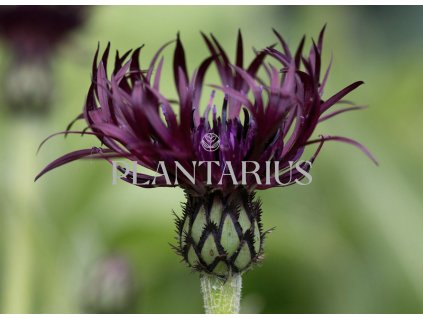 75774 chrpa horska jordy centaurea montana jordy kvetnik o prumeru 9 cm