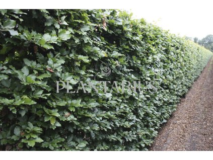 75819 buk lesni predpestovany zivy plot fagus sylvatica predpestovany zivy plot papirovy box vyska 150 delka 100 sirka 40 cm