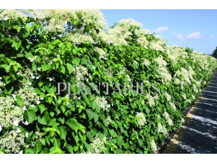75828 hortenzie rapikata predpestovany zivy plot hydrangea anomala subsp petiolaris predpestovany zivy plot papirovy box vyska 180 delka 100 sirka 40 cm