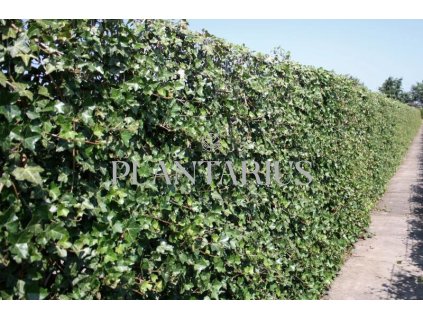 75831 brectan popinavy hibernica predpestovany zivy plot hedera helix hibernica predpestovany zivy plot papirovy box vyska 180 delka 100 sirka 40 cm