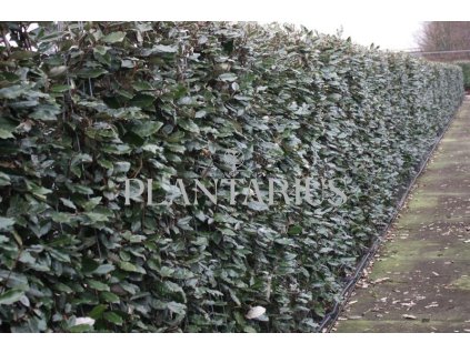 75837 hlosina ebbingeova compacta predpestovany zivy plot elaeagnus x ebbingei compacta predpestovany zivy plot papirovy box vyska 180 delka 100 sirka 40 cm