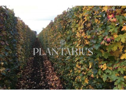 75864 ambron zapadni predpestovany zivy plot liquidambar styraciflua predpestovany zivy plot papirovy box vyska 200 delka 100 sirka 40 cm