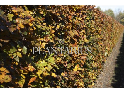 75867 buk lesni atropunicea predpestovany zivy plot fagus sylvatica atropunicea predpestovany zivy plot papirovy box vyska 200 delka 100 sirka 40 cm