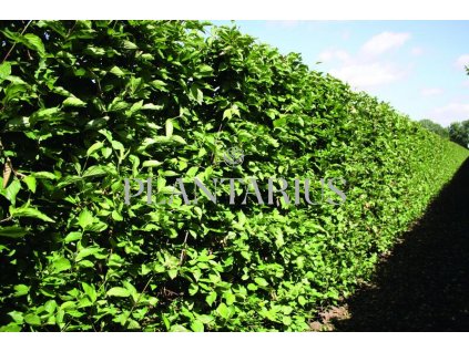 75870 drin obecny predpestovany zivy plot cornus mas predpestovany zivy plot papirovy box vyska 200 delka 100 sirka 40 cm