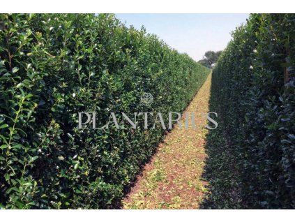 75876 cesmina heckenblau predpestovany zivy plot ilex meserveae heckenblau predpestovany zivy plot papirovy box vyska 200 delka 100 sirka 40 cm