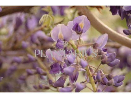 75948 vistarie kvetnata macrobotrys wisteria floribunda macrobotrys vysoky kvetnik o objemu 2 litry velikost 40 60 cm