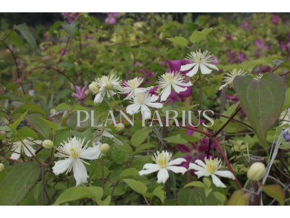 75966 plamenek plotni paul farges summer snow clematis vitalba paul farges summer snow vysoky kvetnik o objemu 2 litry velikost 40 60 cm