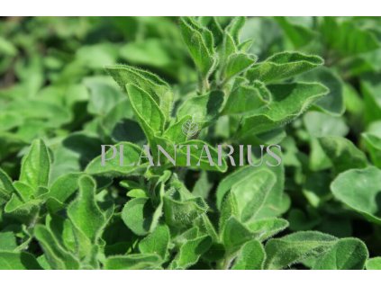 Oregano (Dobromysl) 'Kreta' / Origanum hirtum 'Kreta'