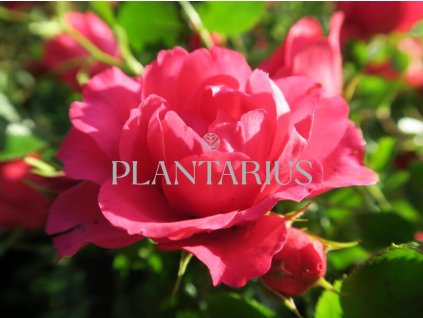Růže mnohokvětá Tantau 'Rody' / Rosa MK 'Rody'